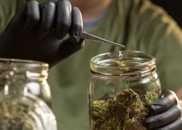 Where to Buy Weed Online in Canada: A Beginner's Guide