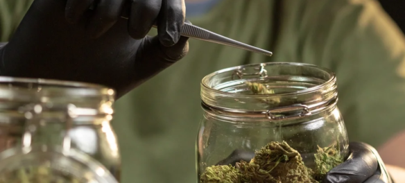 Where to Buy Weed Online in Canada: A Beginner's Guide